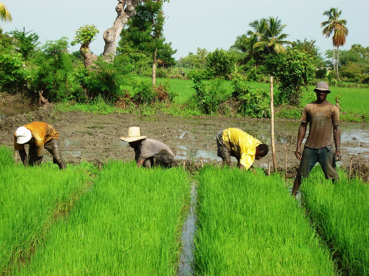 Artibonite Rice Field