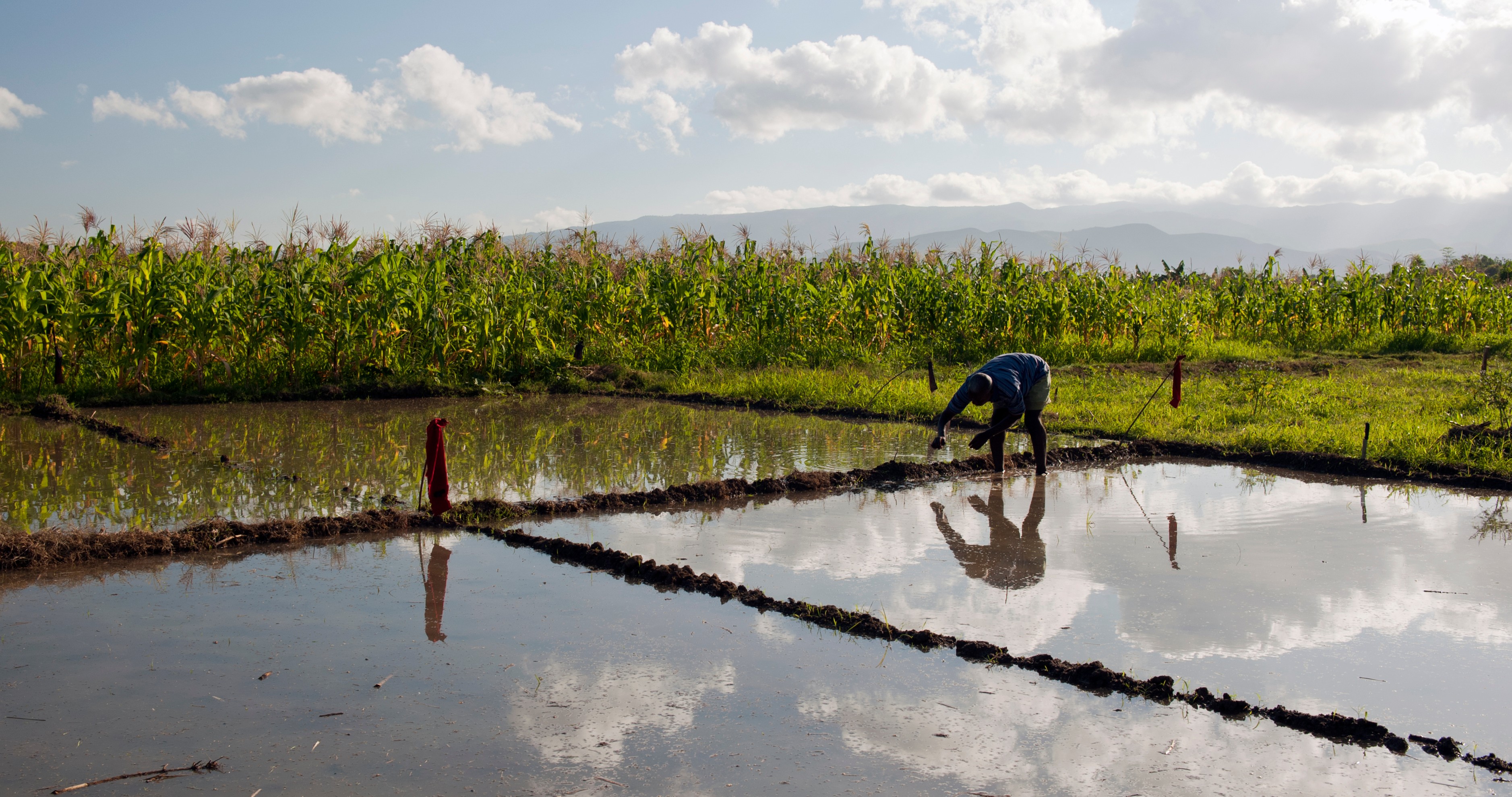 Artibonite rice fields